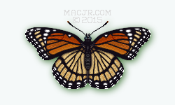 Viceroy butterfly