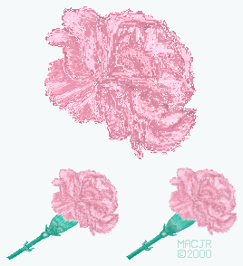 Pink Carnation drafts and first version